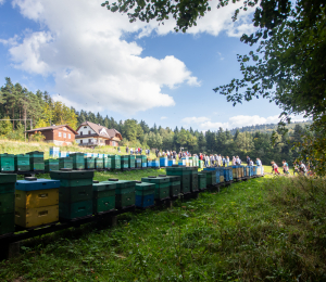 Pielgrzymi szlak w Wyskitnej