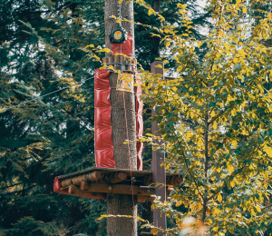 Park Linowy w Ptaszkowej – sport, adrenalina i zabawa w Gminie Grybów!